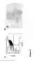 Fig. 14 - LARGE SCALE GENERATION OF FUNCTIONAL MEGAKARYOCYTES AND PLATELETS FROM HUMAN EMBRYONIC STEM CELLS UNDER STROMAL-FREE CONDITIONS