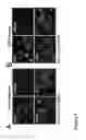 Fig. 17 - LARGE SCALE GENERATION OF FUNCTIONAL MEGAKARYOCYTES AND PLATELETS FROM HUMAN EMBRYONIC STEM CELLS UNDER STROMAL-FREE CONDITIONS