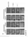 Fig. 20 - LARGE SCALE GENERATION OF FUNCTIONAL MEGAKARYOCYTES AND PLATELETS FROM HUMAN EMBRYONIC STEM CELLS UNDER STROMAL-FREE CONDITIONS