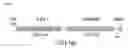 Fig. 03 - PROMOTERS, EXPRESSION CASSETTES, VECTORS, KITS, AND METHODS FOR THE TREATMENT OF ACHROMATOPSIA AND OTHER DISEASES