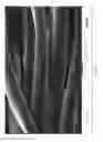 Fig. 320 - Silk performance apparel and products and methods of preparing the same