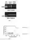 Fig. 03 - Methods of detecting and reducing cancer cell central nervous system colonization