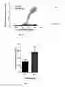Fig. 06 - Methods of detecting and reducing cancer cell central nervous system colonization