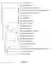 Fig. 02 - Zika virus purification