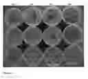 Fig. 02 - Bioprotection using lactobacillus paracasei strains