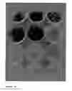 Fig. 09 - Bioprotection using lactobacillus paracasei strains