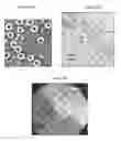 Fig. 04 - Small mobile stem cells (SMS) and uses thereof