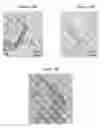 Fig. 13 - Small mobile stem cells (SMS) and uses thereof