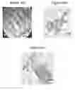 Fig. 16 - Small mobile stem cells (SMS) and uses thereof