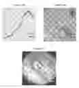 Fig. 20 - Small mobile stem cells (SMS) and uses thereof