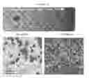 Fig. 24 - Small mobile stem cells (SMS) and uses thereof