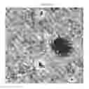 Fig. 25 - Small mobile stem cells (SMS) and uses thereof