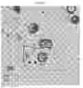 Fig. 27 - Small mobile stem cells (SMS) and uses thereof