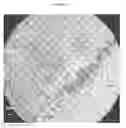 Fig. 28 - Small mobile stem cells (SMS) and uses thereof