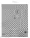 Fig. 29 - Small mobile stem cells (SMS) and uses thereof