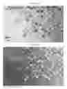 Fig. 35 - Small mobile stem cells (SMS) and uses thereof