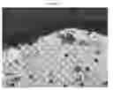 Fig. 37 - Small mobile stem cells (SMS) and uses thereof