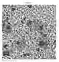 Fig. 41 - Small mobile stem cells (SMS) and uses thereof