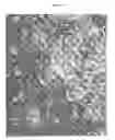Fig. 42 - Small mobile stem cells (SMS) and uses thereof