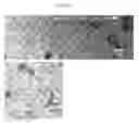 Fig. 43 - Small mobile stem cells (SMS) and uses thereof