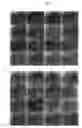 Fig. 02 - Method for producing hepatic stem/precursor cells from mature hepatic cells using low-molecular-weight compound