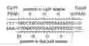 Fig. 01 - Variants of Cpf1 (Cas12a) with altered PAM specificity