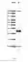 Fig. 07 - Assay methods and compositions for detecting contamination of nucleic acid identifiers