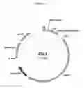Fig. 02 - Materials and methods for treatment of alpha-1 antitrypsin deficiency