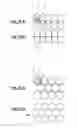Fig. 09 - Method of locally imaging a structure in a sample at high spatial resolution in order to detect reactions of an object of interest to altered environmental conditions