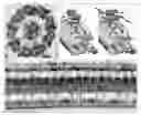 Fig. 01 - QUANTITATIVE FLAGELLAR FLUORESCENT MARKERS AND STANDARDS