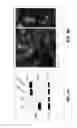 Fig. 03 - QUANTITATIVE FLAGELLAR FLUORESCENT MARKERS AND STANDARDS