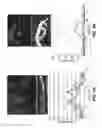 Fig. 07 - QUANTITATIVE FLAGELLAR FLUORESCENT MARKERS AND STANDARDS