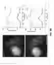 Fig. 09 - QUANTITATIVE FLAGELLAR FLUORESCENT MARKERS AND STANDARDS