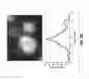 Fig. 11 - QUANTITATIVE FLAGELLAR FLUORESCENT MARKERS AND STANDARDS