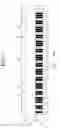 Fig. 02 - Keyboard apparatus