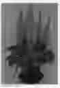 Fig. 02 - Lupinus 'LSDRW03-D'