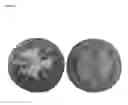 Fig. 02 - Plants with an intense fruit phenotype