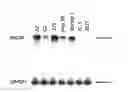 Fig. 01 - Human ARCAP transgenic mouse