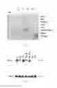 Fig. 02 - Human ARCAP transgenic mouse