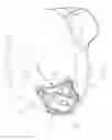 Fig. 02 - Headgear shroud assembly