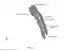 Fig. 24 - System for simulation for the development and optimization of person specific surgical methods and materials: thorax simulation apparatus, system and process