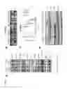 Fig. 07 - Methods for treating brain metastases using combinations of anti-P13K and anti-mTOR agents