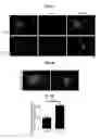 Fig. 06 - Methods and compositions for treating neurodegenerative and neuroinflammatory conditions