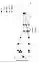 Fig. 07 - Method of determining cellular protein homeostasis