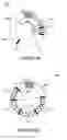 Fig. 08 - NUCLEIC ACID VACCINES