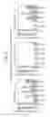 Fig. 10 - MMP-SENSITIVE TAXANE PRODRUG