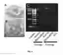 Fig. 08 - Vascular extracellular matrix hydrogel