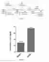 Fig. 02 - Human programmed cell death 1 receptor antibody, method of preparing same, and use thereof