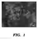 Fig. 02 - Compositions and methods for epithelial stem cell expansion and culture