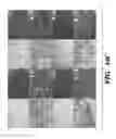 Fig. 33 - Compositions and methods for epithelial stem cell expansion and culture